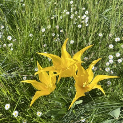 FloriFlowersNPEF
